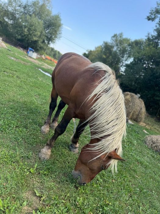Vând armăsar de 3 ani din blondu lui Cristi Petroaie din Bodia cu acte