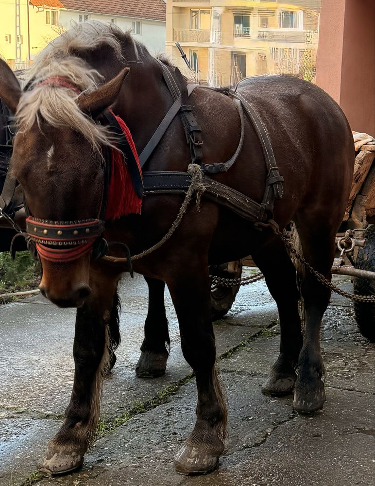 Manz de 3 ani in mai
