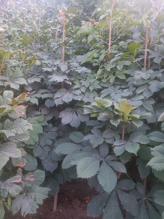 Sosna va Kashtanlar bor