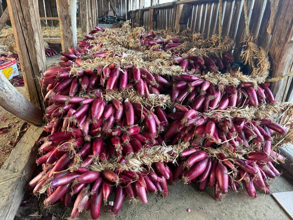 Ceapa roșie de vanzare