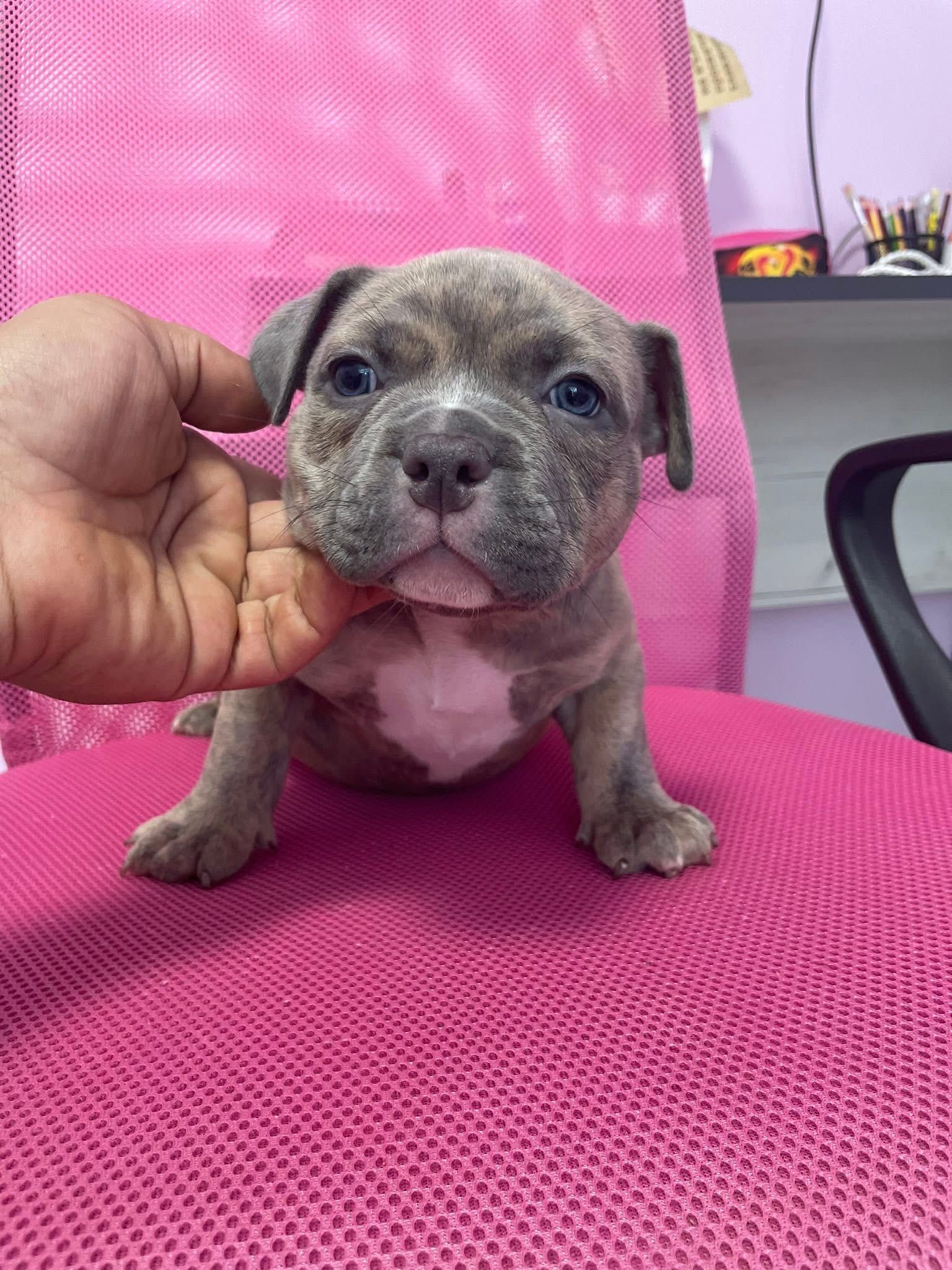 American bully pocket/американско були бебета