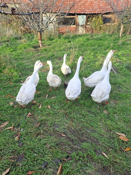Гъски Линда - оплодени яйца