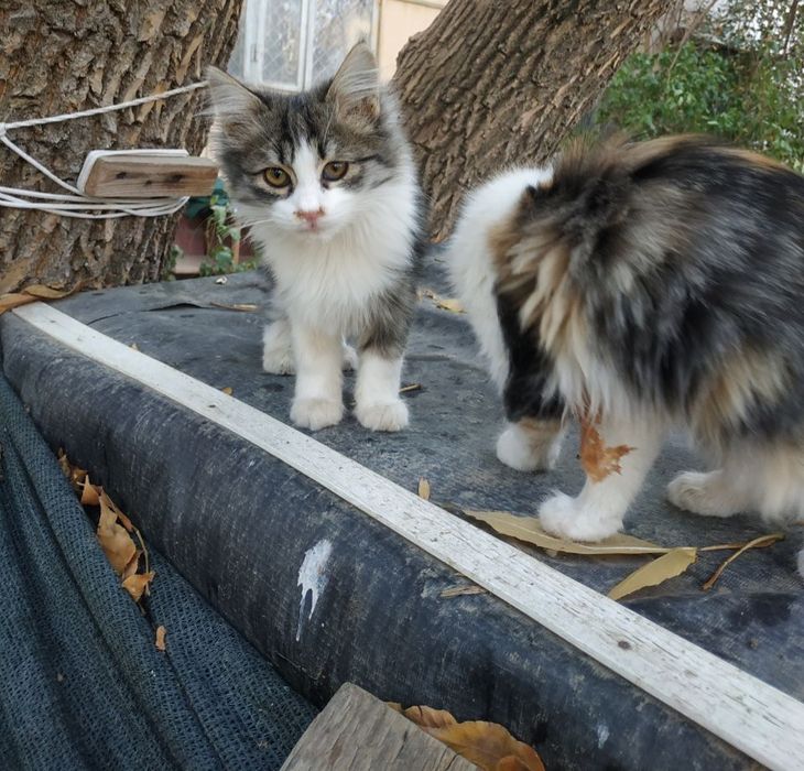 Отдам даром котят