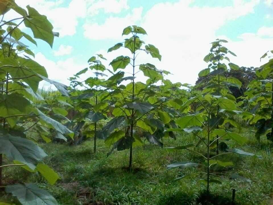 Paulownia de vanzare, puieti inradacinati.perfecti pentru culturi.