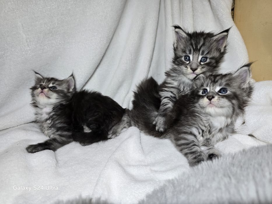 Чистокръвен Мейн кун