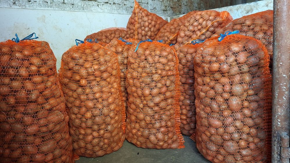 Cartofi pt animale in cantitati mari