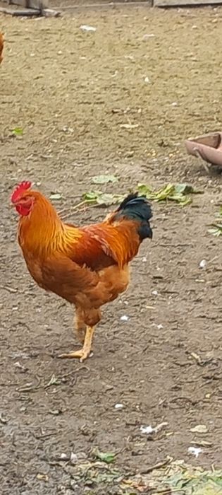 Vand sau schimb Cocoși new hampshire 2025