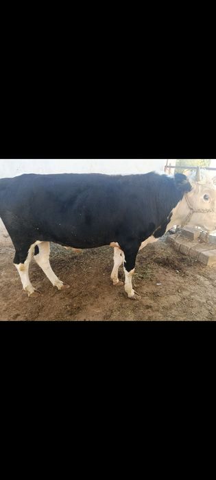 Buqa sotiladi boqishga va urug'likga sigiri borlarga.