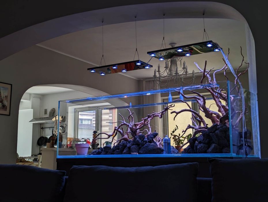 Acvarii Amenajare Intretinere Constructie