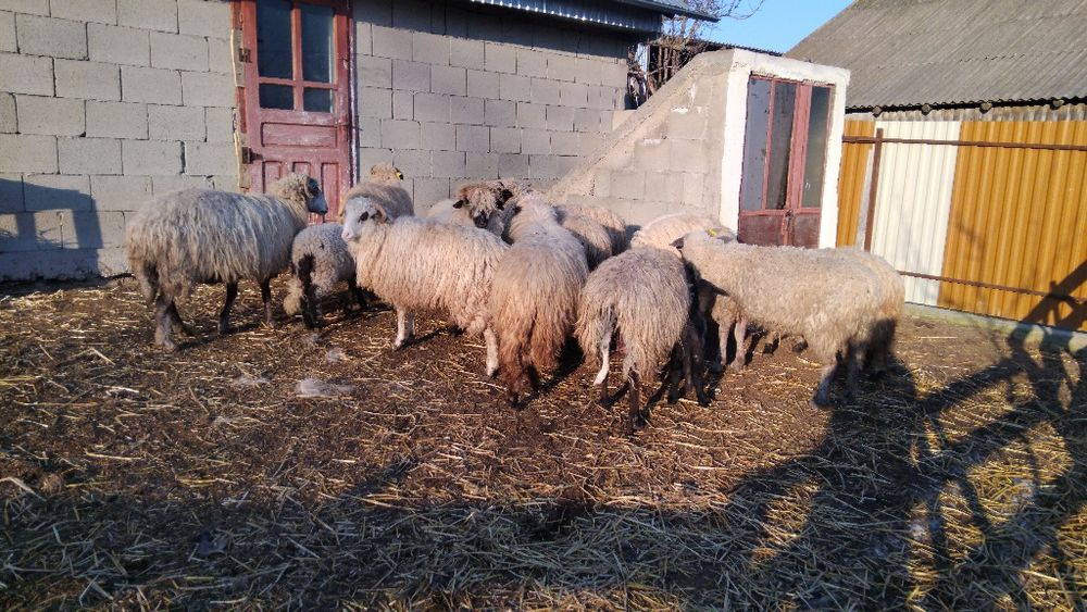 Vând oi bune de ținut