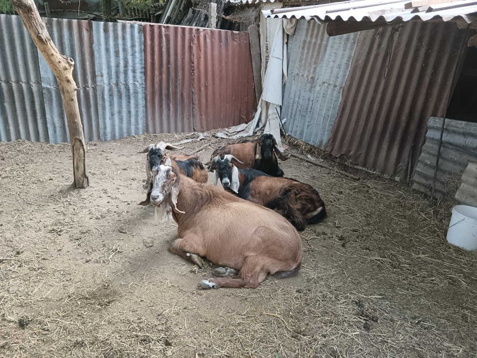 Vând țapi anglo nubieni