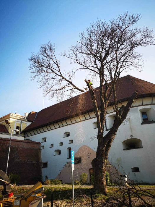 ARBORIST.RO - CLUJ NAPOCA - Toaletare arbori, Taiat arbori copaci pomi