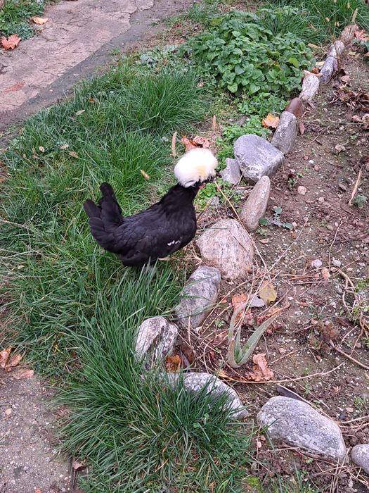 Gaini si cocos motat olandez