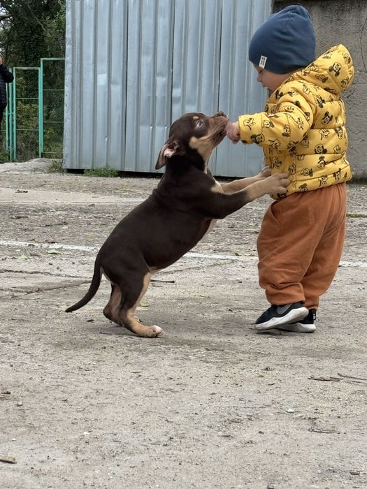 Американско були покет