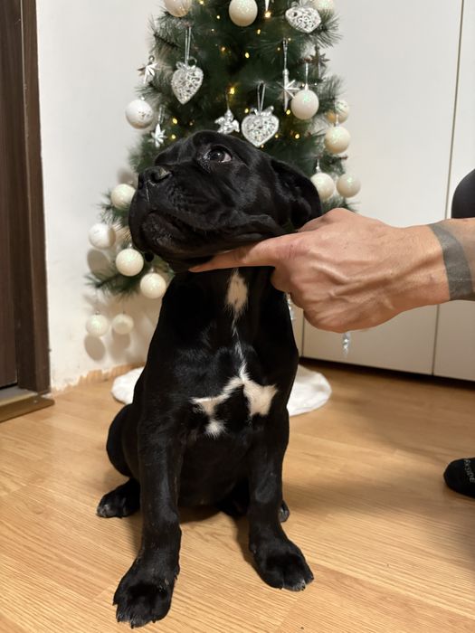 Pedigree A++:BRUNO x GRETA Red Dogs Champions