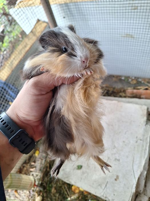 Porcușori de guineea