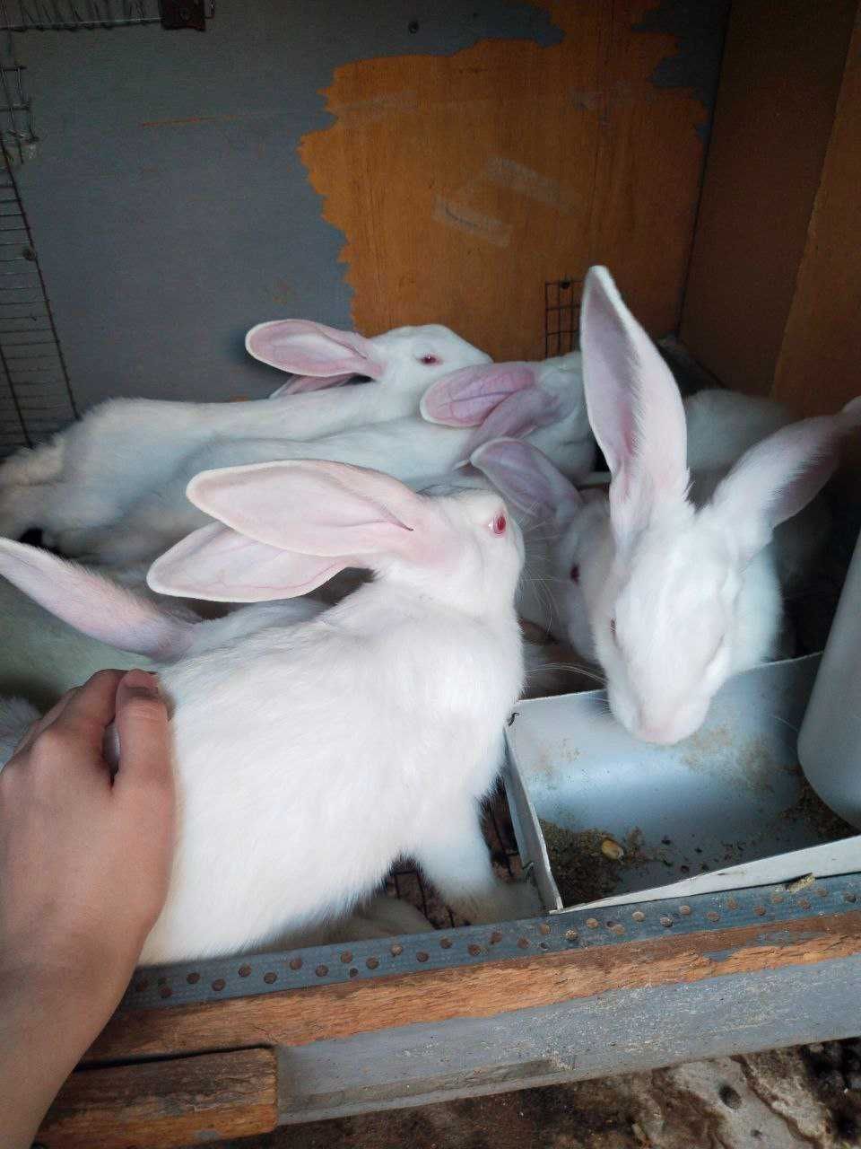 Продам кроликов дёшово