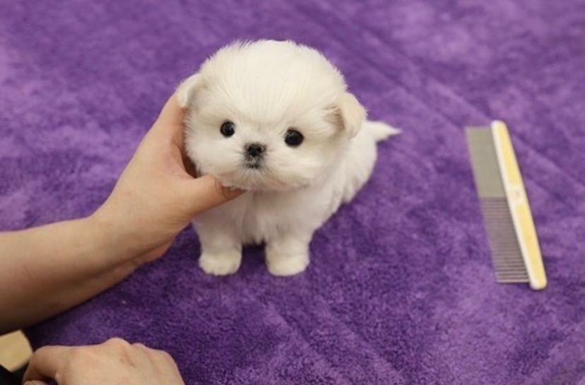 Bichon Maltez Mini Toy