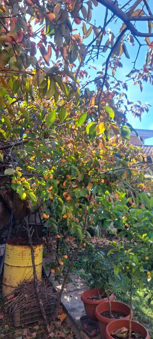 Райска ябълка Diospyros kaki