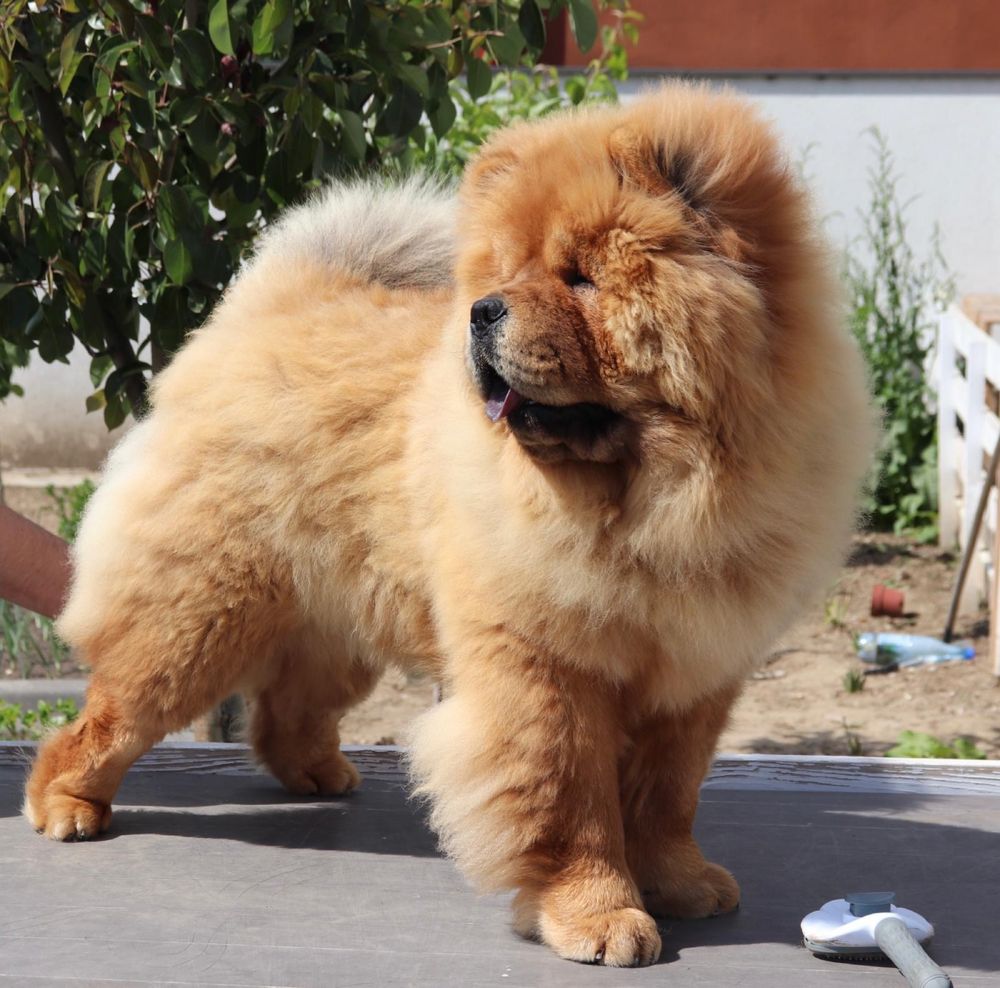 Chow chow cu ( pedigree poze reale )