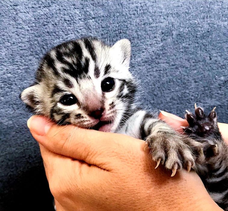 Бенгал "Silver and Gold". В продаже!