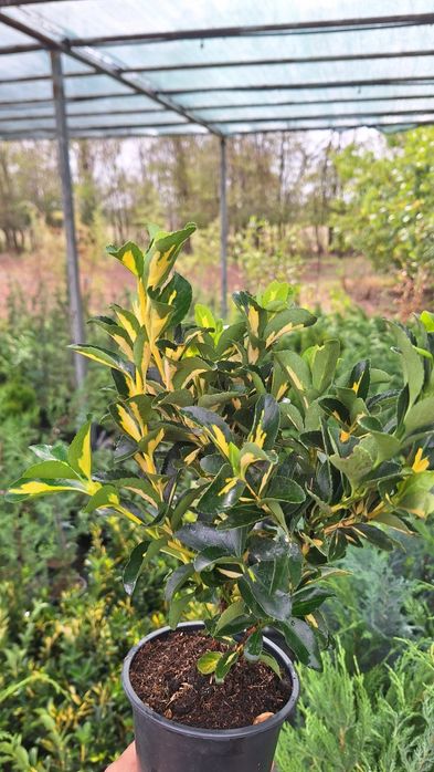 Бързорастящи и вечнозелени растения