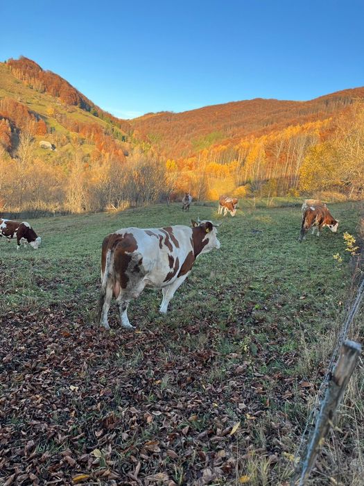 De vânzare vaca de 6 ani