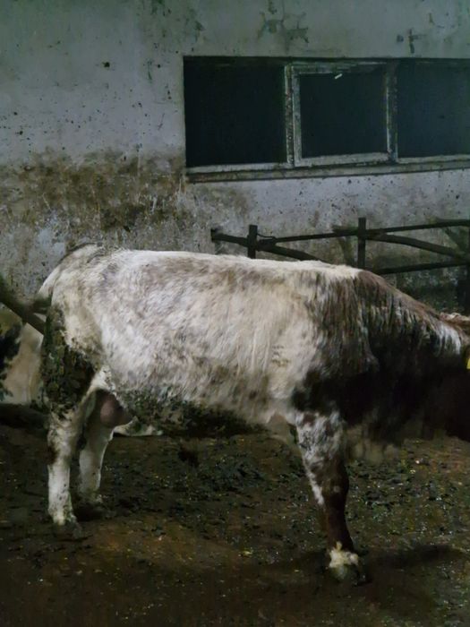 Vind viței pentru abator