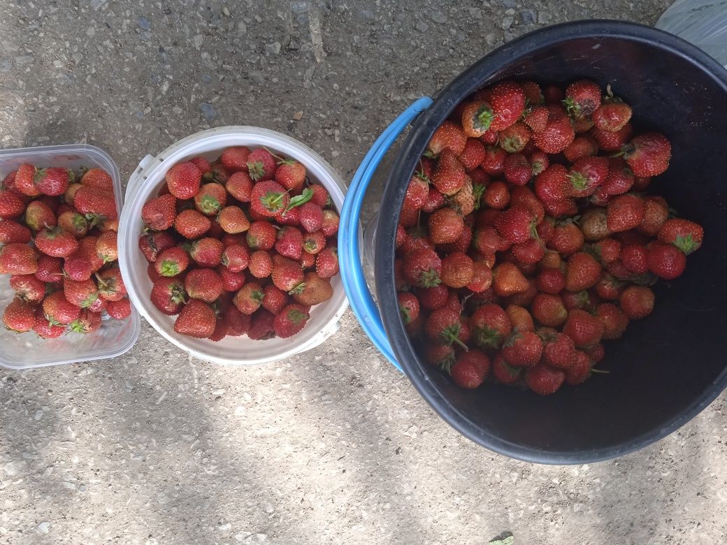 Продам клубнику домашнюю