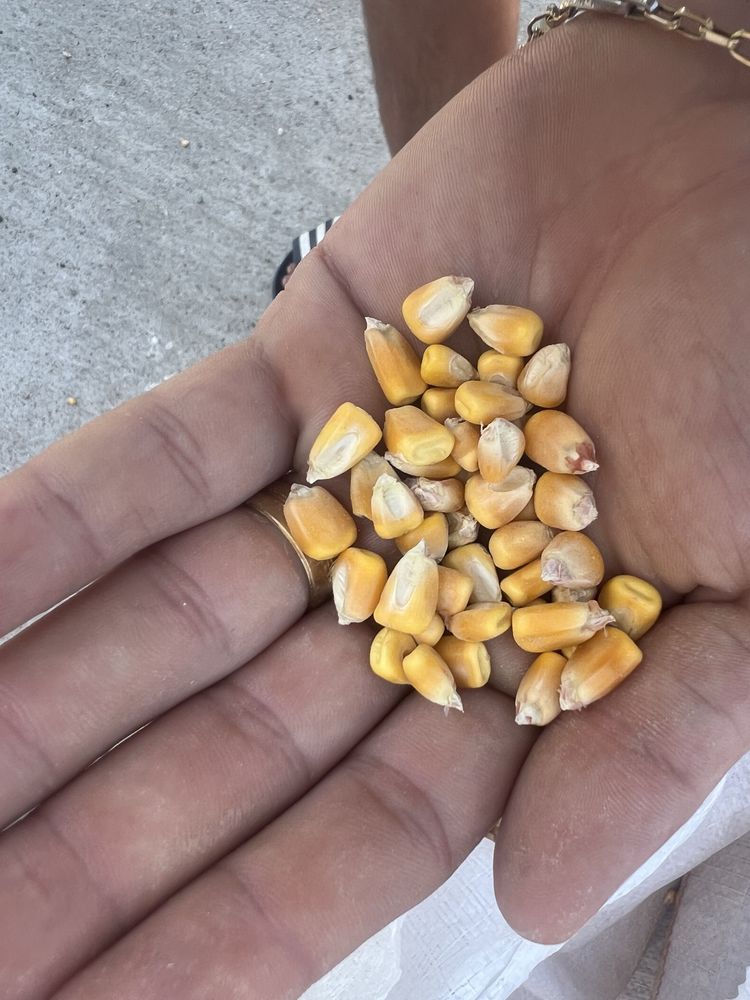 Vand porumb , Pret : 40lei sacul de 30 kg