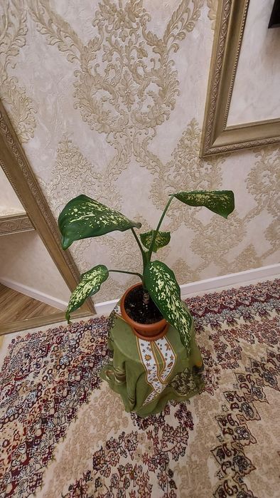 Диффенбахия,Продаю.