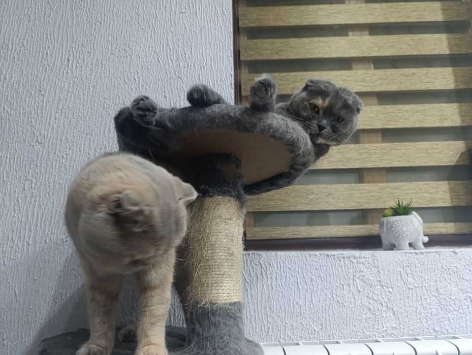 Шотладска клепоуха