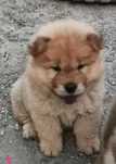 Chow chow jucăuși rasă pură