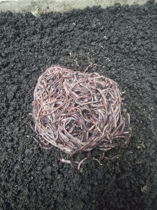 Калифорнийский червь