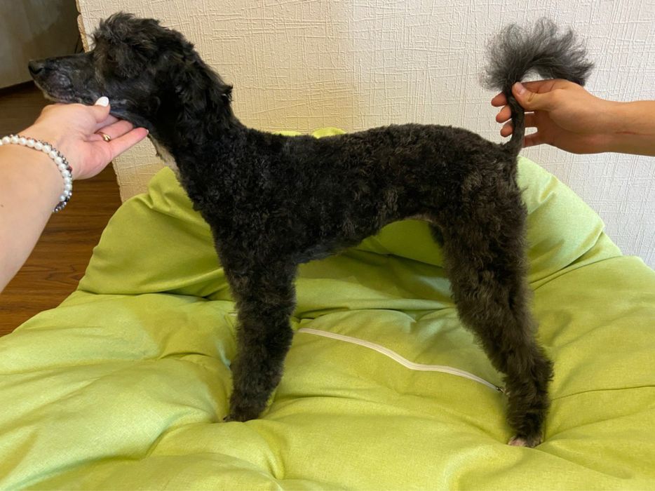 Груминг собак (стрижка собак)