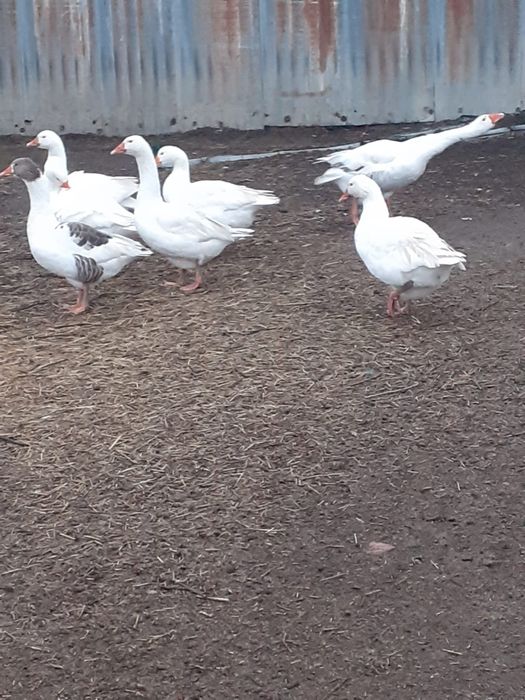 De vanzare 7gaste si un gansac!