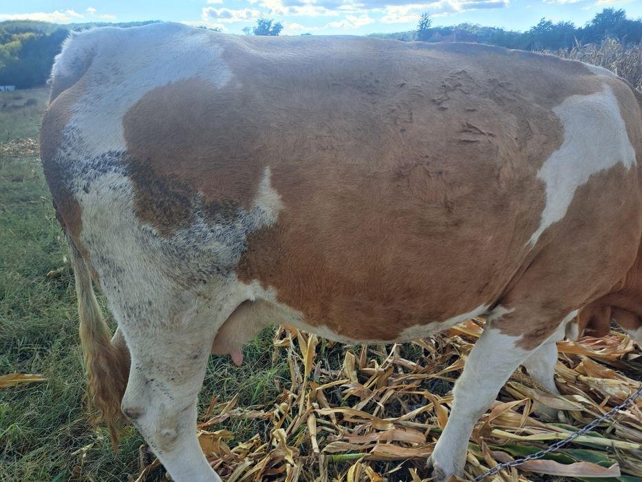 Vacă cu vițel de vânzare