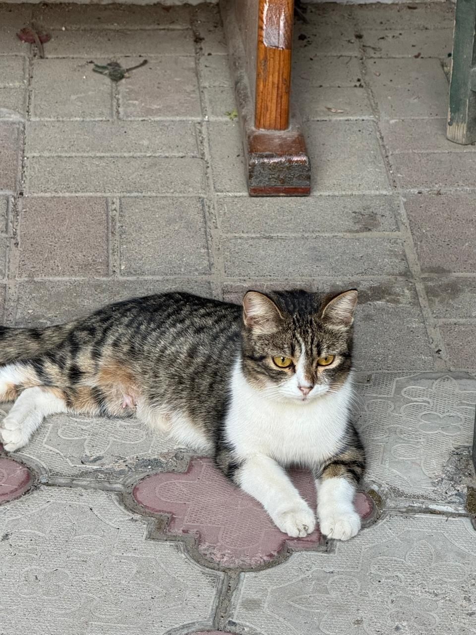 Отдам котят к латку приучены