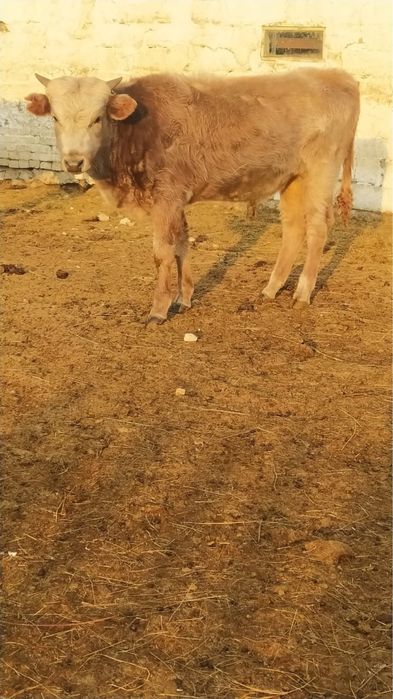 Подсос еркек бұзау сатылады