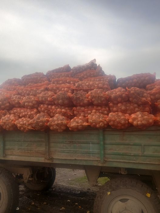 ceapa 0.70 bani kg.  unirea de Braila