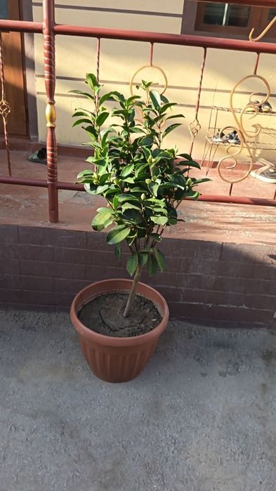 Kamelia gullari sotuvda katta va kichigi kochatlar