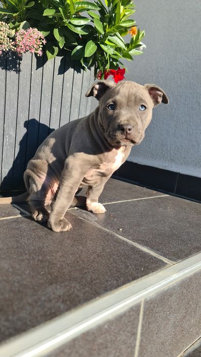 Pui femelan Amstaff Blue