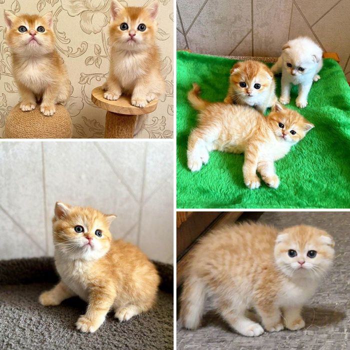 Вязка британского кота
