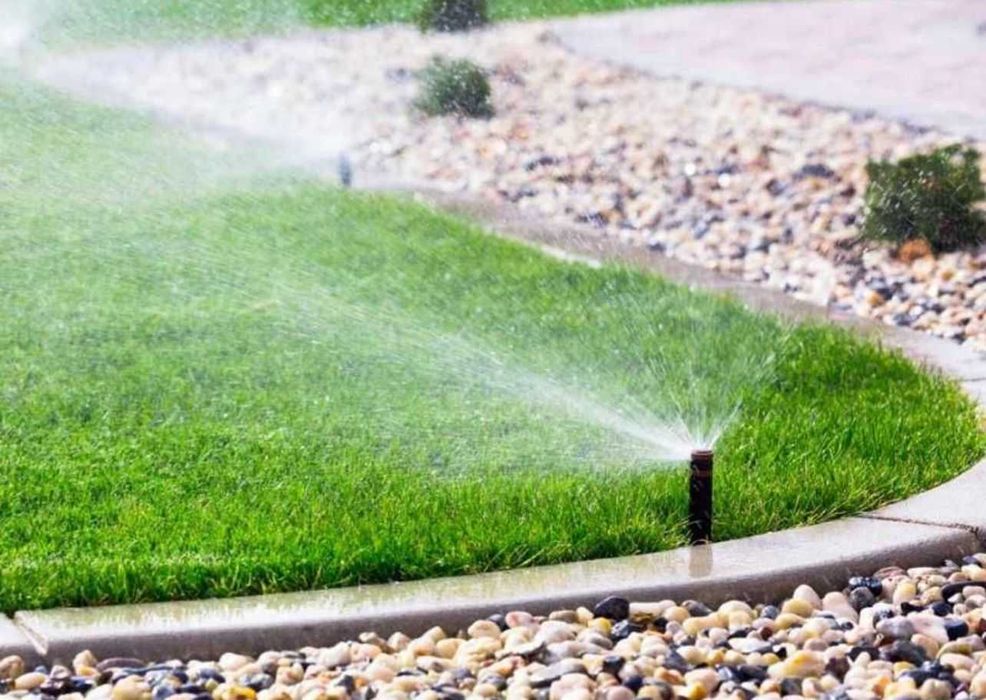 plante decorative, Brazi argintii, arțar japonez rosu verde