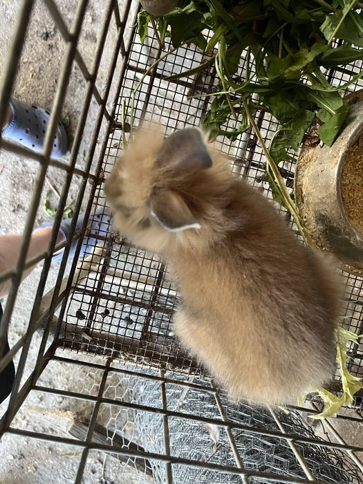 Porumbei iepuri rate pitice