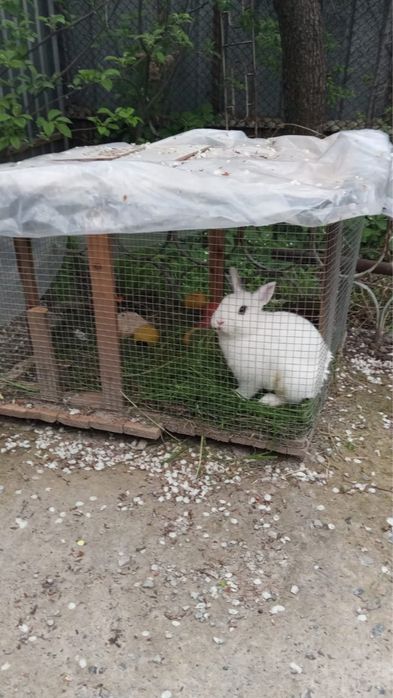 продам белого кролика