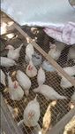 Срочно продаются трехмесячные цыплята и индюки, здоровые, привитые!