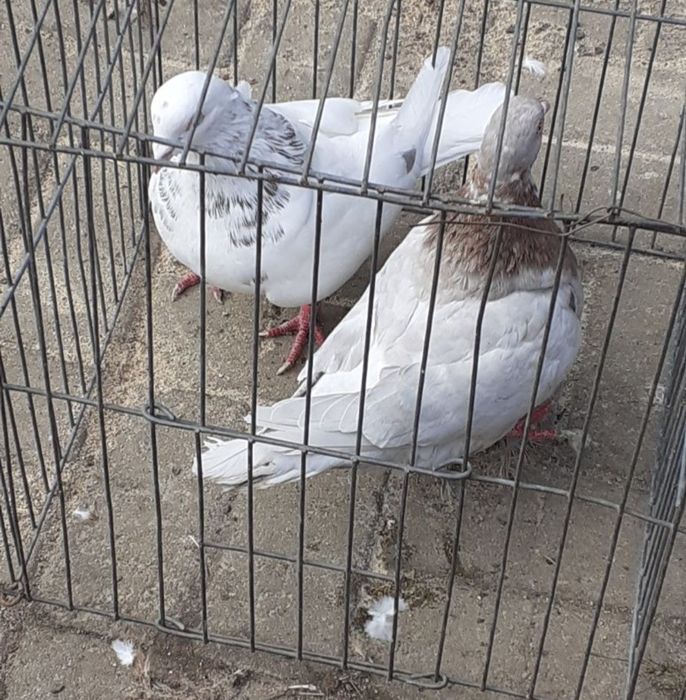 De vânzare o pereche de texani