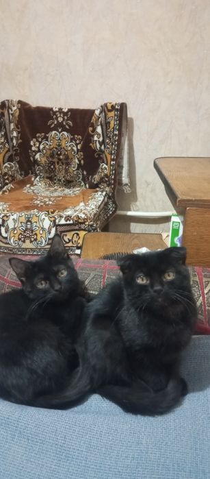 Домашние котики в. Добрые руки