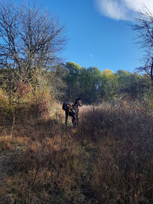 Vând cârlan de 1 an și 3 luni